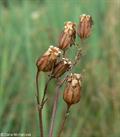 Ragged Robin,crow flower,cuckoo,Indian pink, meadow lychnis,wild william, crow soap, meadow pink,cuc